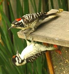 Nuttall's Woodpeckers