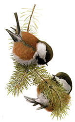 Chestnut-backed Chickadees