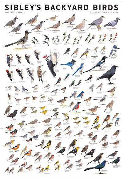 Wild Birds Unlimited - Not to be outdone by the squirrels, we created a  scale of birds! So on a scale of birds, how do you feel today?