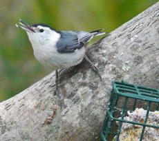 White-breasted Nuthatch