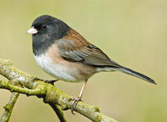 Dark-eyed Junco