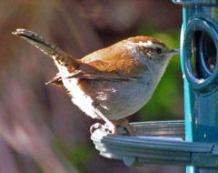 Bewick's Wren by Laura Milholland