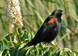 Red-winged Blackbird by Scott Carey