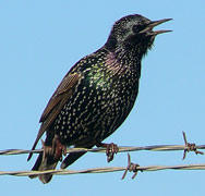 Starling by Linda Tanner