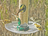 Tray on WBU Tube Feeder