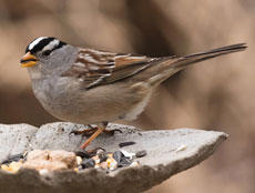 White-crowned Sparrow