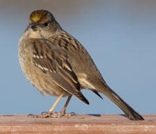 Golden-crowned Sparrow