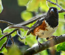 Spotted Towhee by Laura Milholland