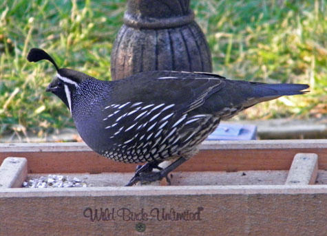 California Quail