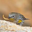 Yellow-rump Mealworms - S Hunt