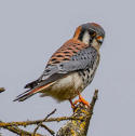 Kestrel - Larry for homepage